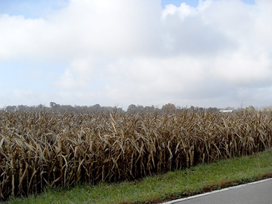 PRIME LAND AUCTION, 131+/- Acres offered in 4 Tracts from 14-45 Acres
